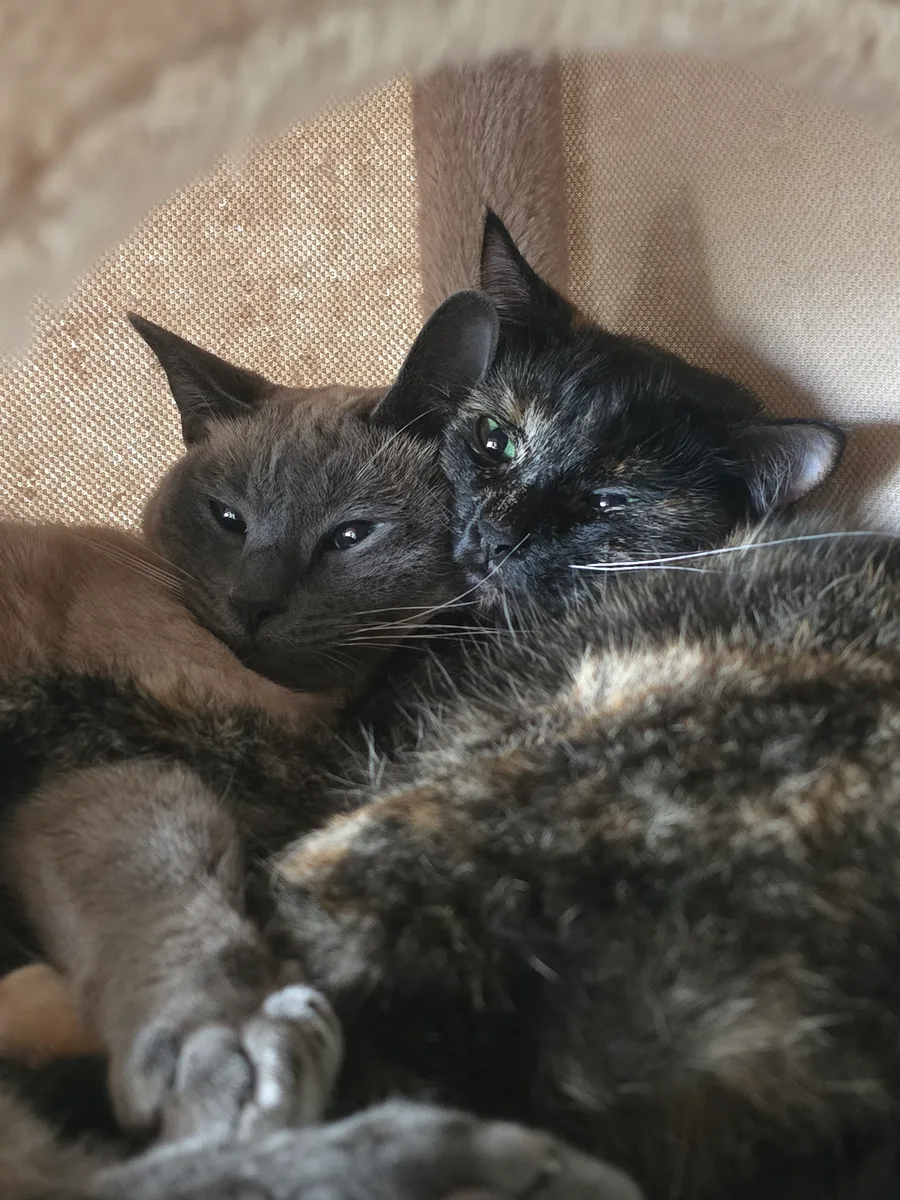 My two cats curled up together on a couch